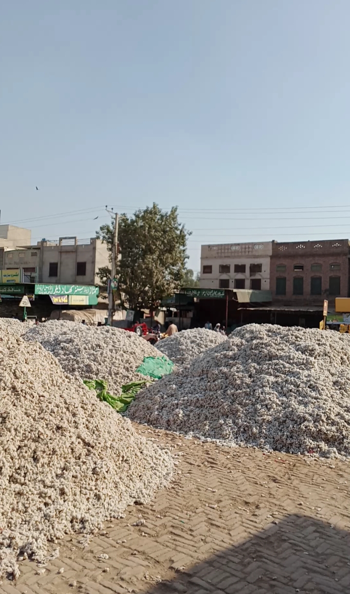 غلہ منڈی Grain Market in Khanewal, Punjab