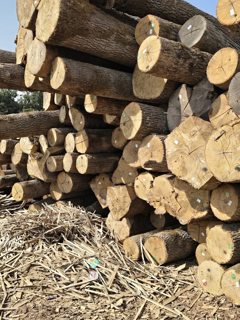 LN Timbers || Best Quality Wood And Plywood in Surat, GJ