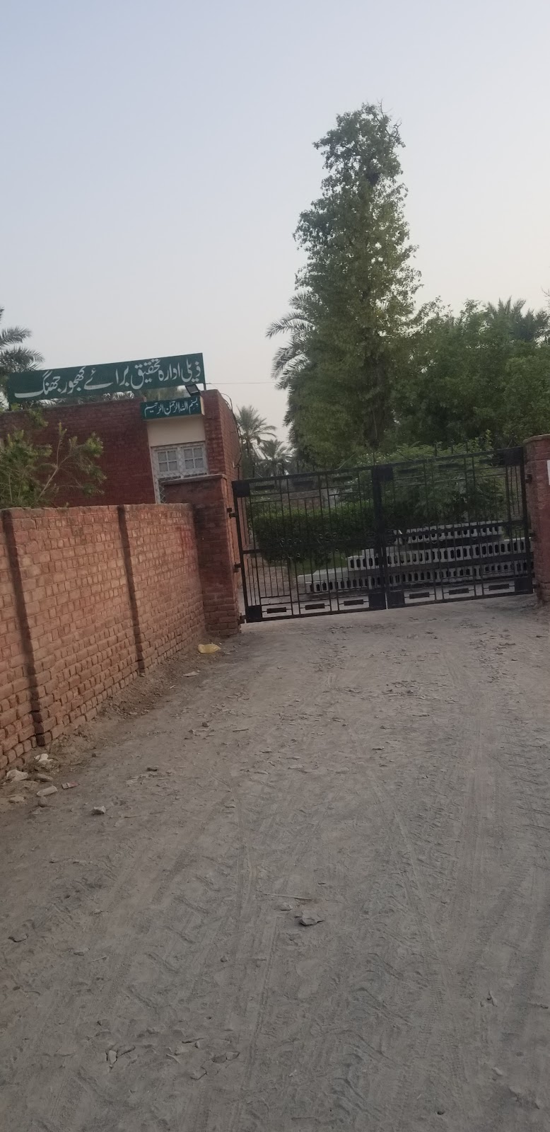 Dates Farm in Jhang, Punjab