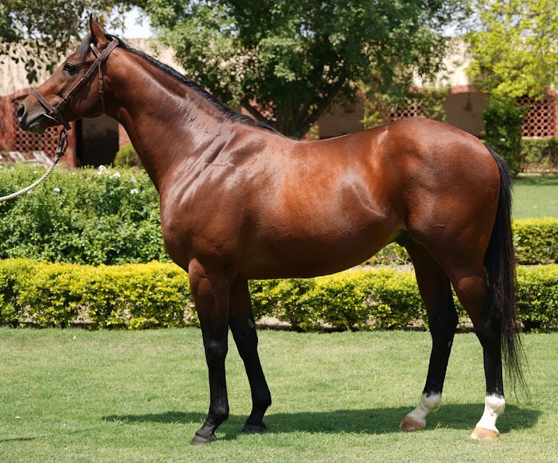 Dashmesh Stud Farm in Sarai Naga, PB