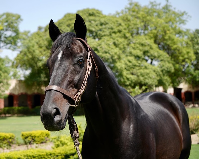 Dashmesh Stud Farm in Sarai Naga, PB