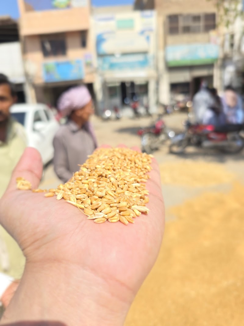 Ghallah Mandi in Pākpattan, Punjab