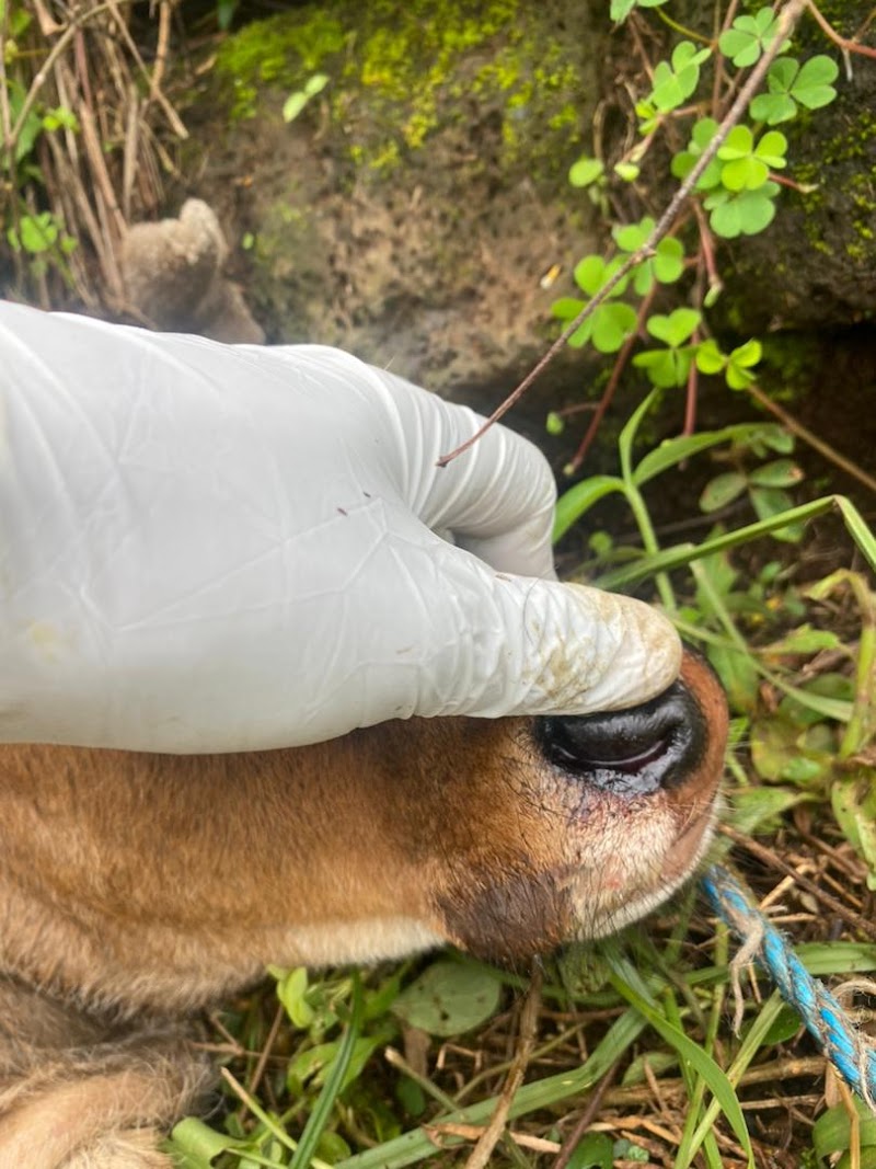 Vterinary health Care hospital in Gujrat, Punjab