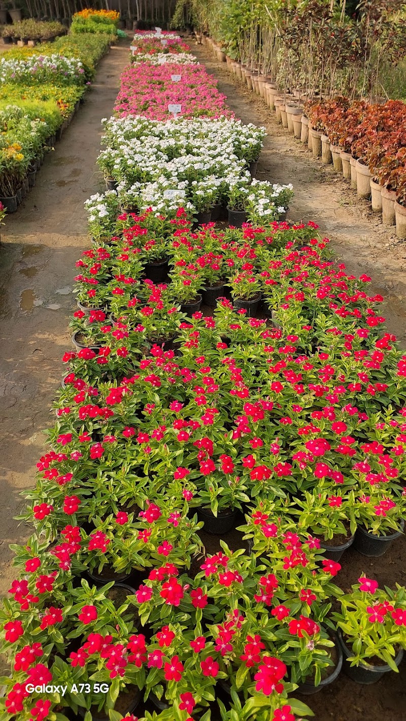 Ajmal Garden Nursery Sialkot in Sialkot, Punjab