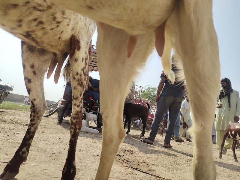 Faisalabad Cattle Market in Faisalabad, Punjab