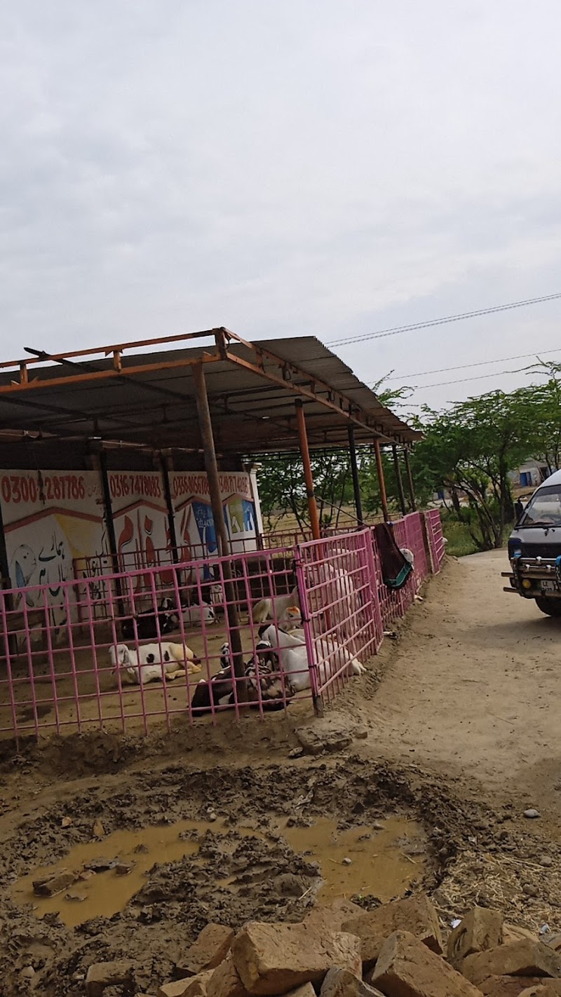 Sajawal Goat Farm in Dera Ghazi Khan, Punjab