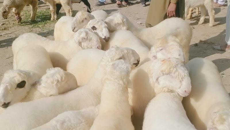 Sajawal Goat Farm in Dera Ghazi Khan, Punjab