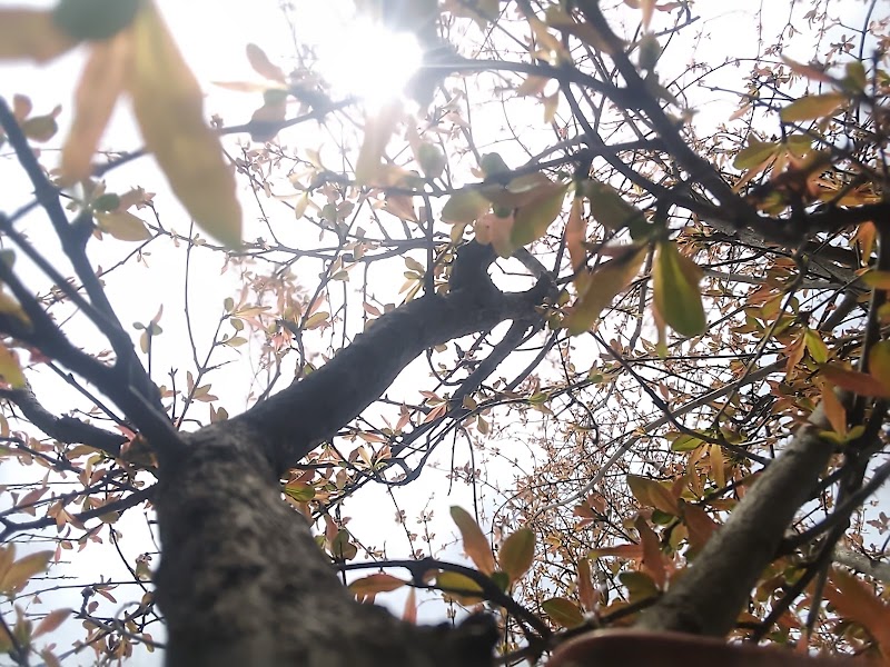 26 Area Park in Wah, Punjab