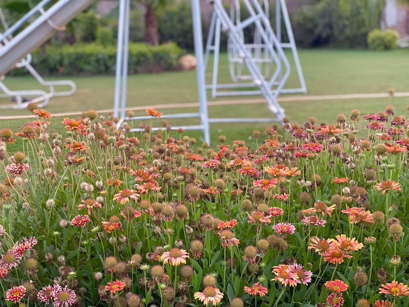 Kamal Farm House | Swimming Pool | Guest House in Multan, Punjab