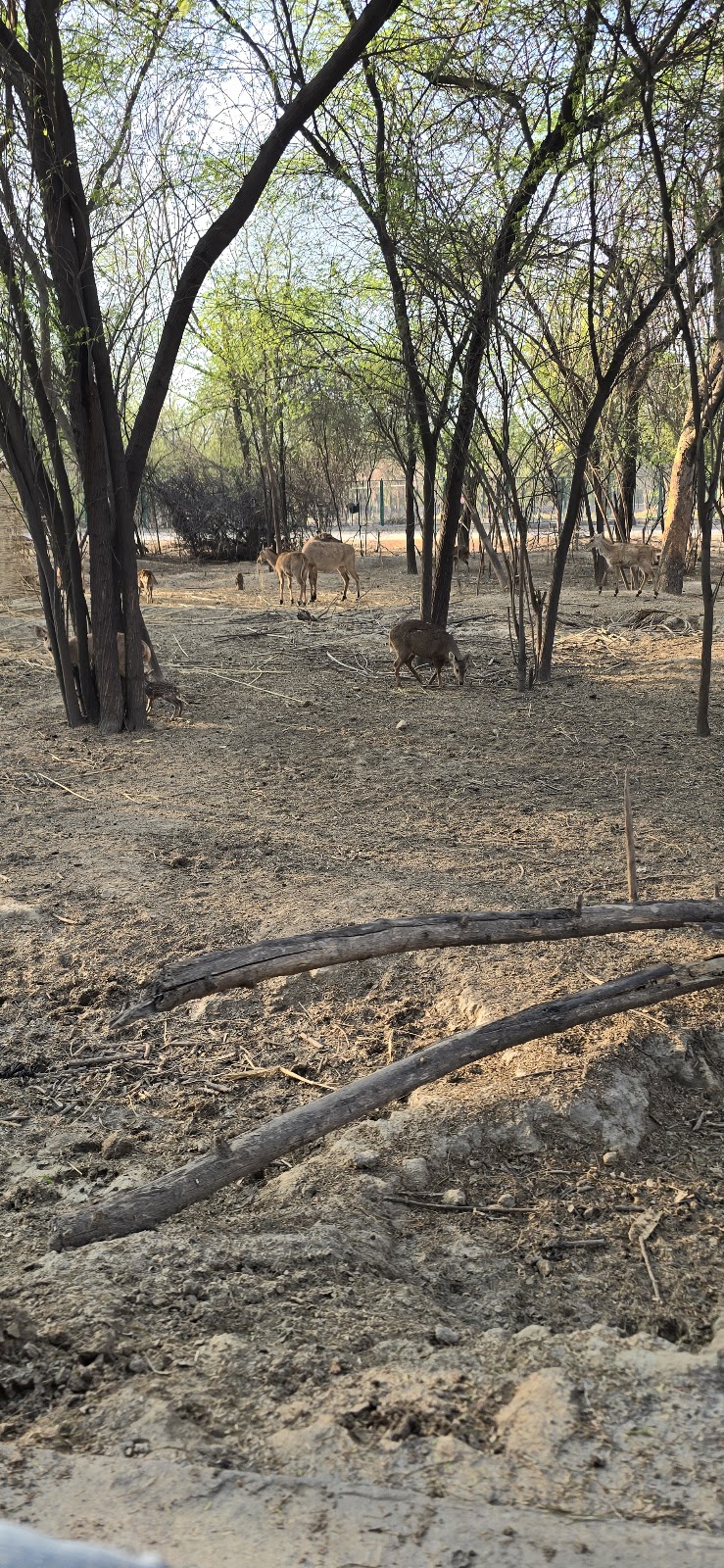 SafariPark in Lahore, Punjab