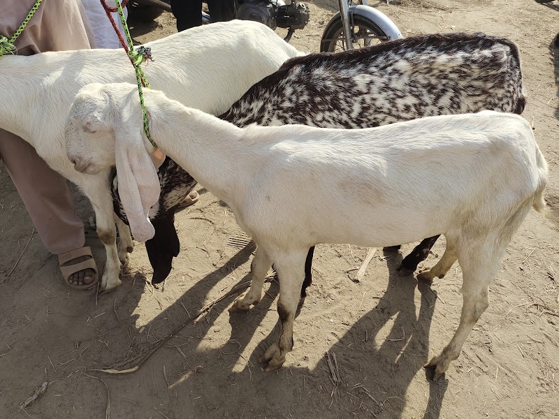 Faisalabad Cattle Market in Faisalabad, Punjab