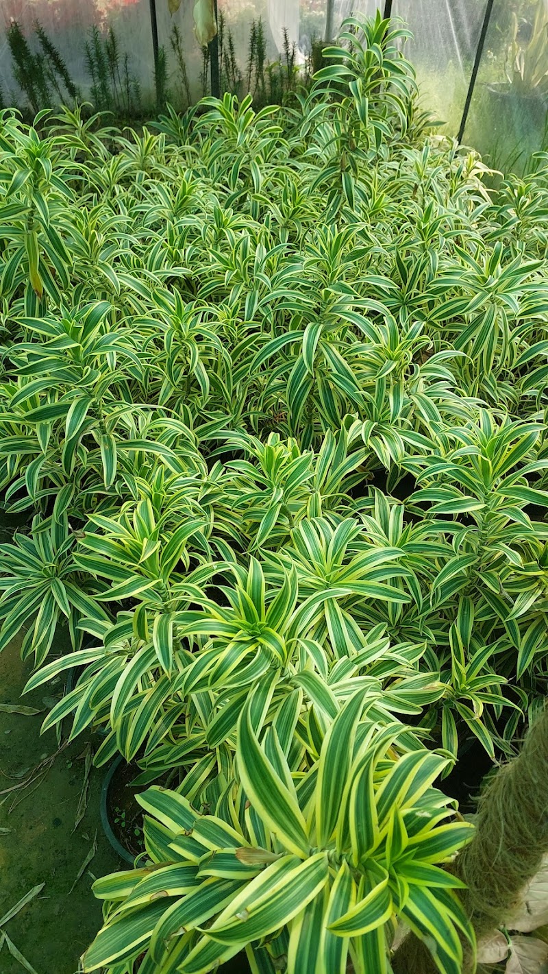 Ajmal Garden Nursery Sialkot in Sialkot, Punjab