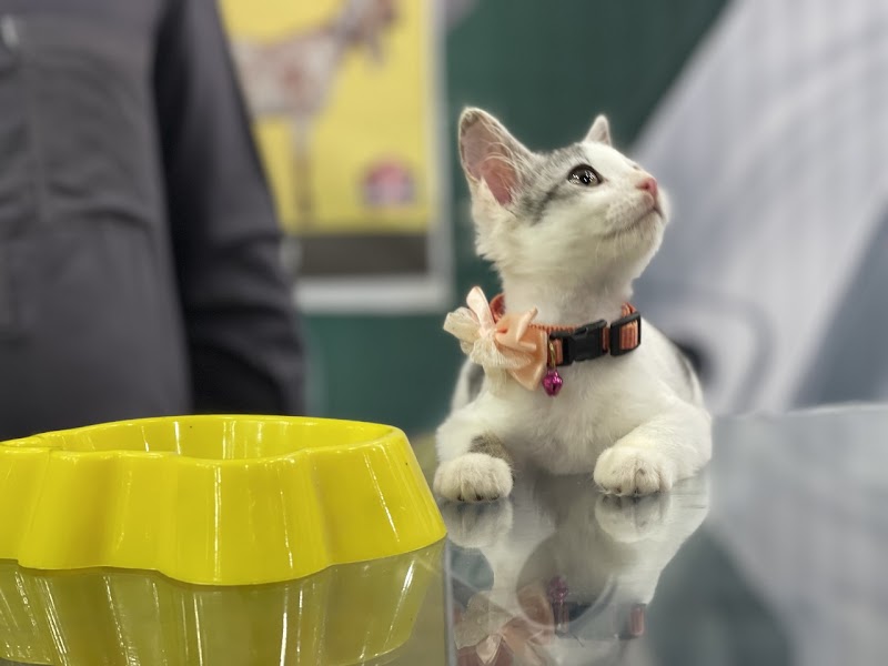 Sidhu Vet Clinic & Pet Shop Bahawalnagar | Animal Ultrasound Services | Animal Hospital | Cat & Dog in Bahawalnagar, Punjab