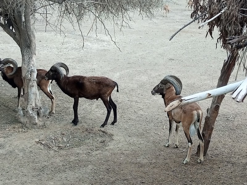 Wildlife Park Pirowal in Peerowal, Punjab