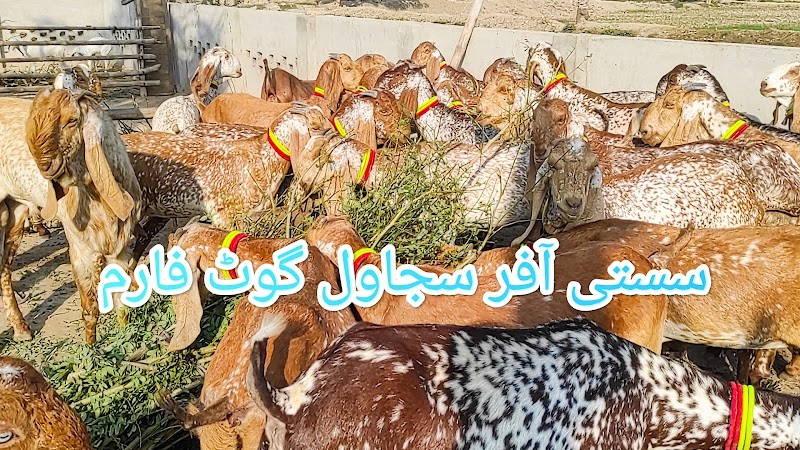 Sajawal Goat Farm in Dera Ghazi Khan, Punjab