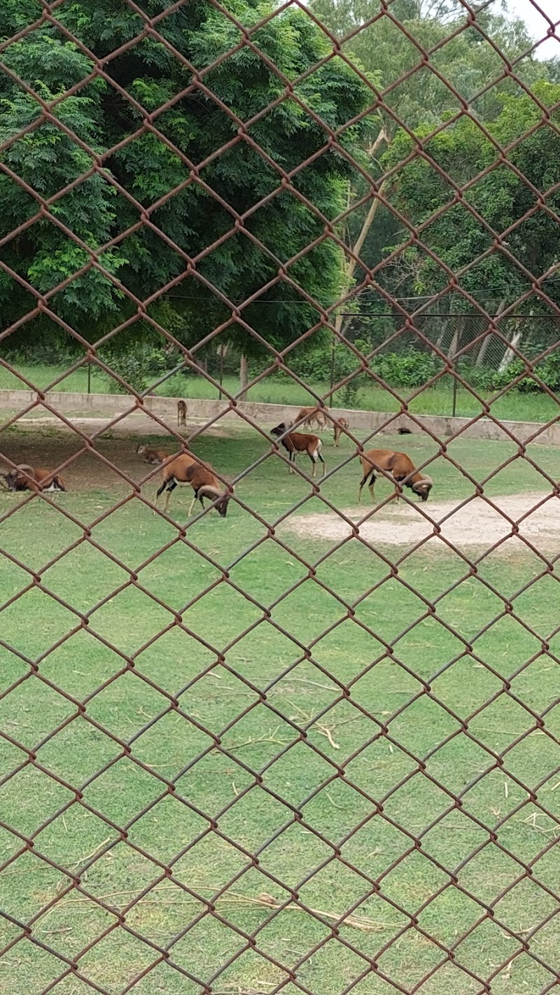 Rajana Forest Bhagat Wildlife Park in Chak 284 Gb, Punjab