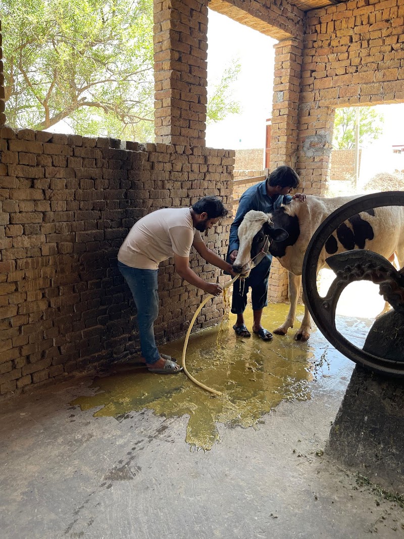 Sidhu Vet Clinic & Pet Shop Bahawalnagar | Animal Ultrasound Services | Animal Hospital | Cat & Dog in Bahawalnagar, Punjab