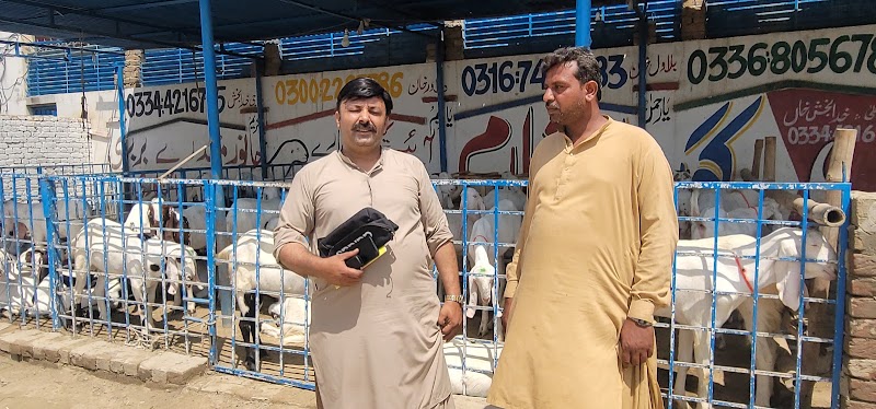 Sajawal Goat Farm in Dera Ghazi Khan, Punjab