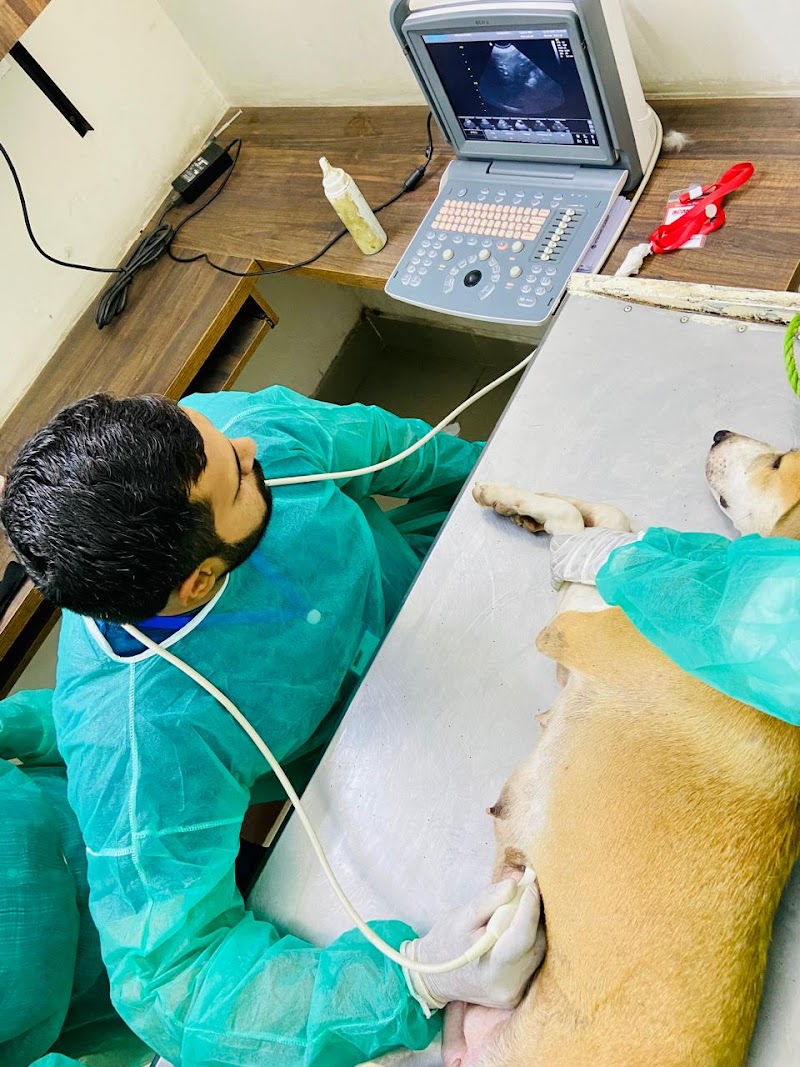 Vterinary health Care hospital in Gujrat, Punjab