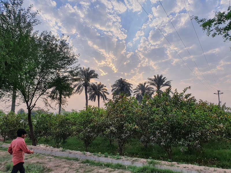 Dates Farm in Jhang, Punjab