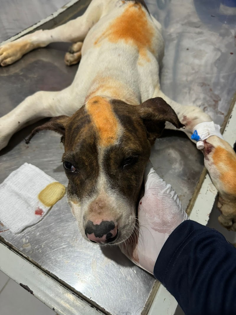 Vterinary health Care hospital in Gujrat, Punjab