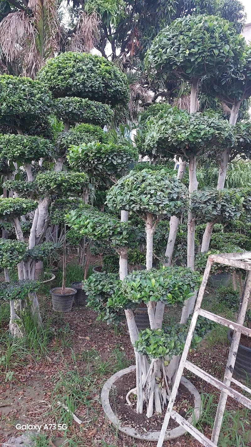 Ajmal Garden Nursery Sialkot in Sialkot, Punjab