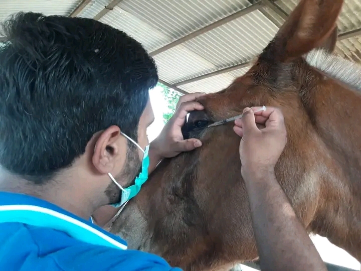 Vterinary health Care hospital in Gujrat, Punjab