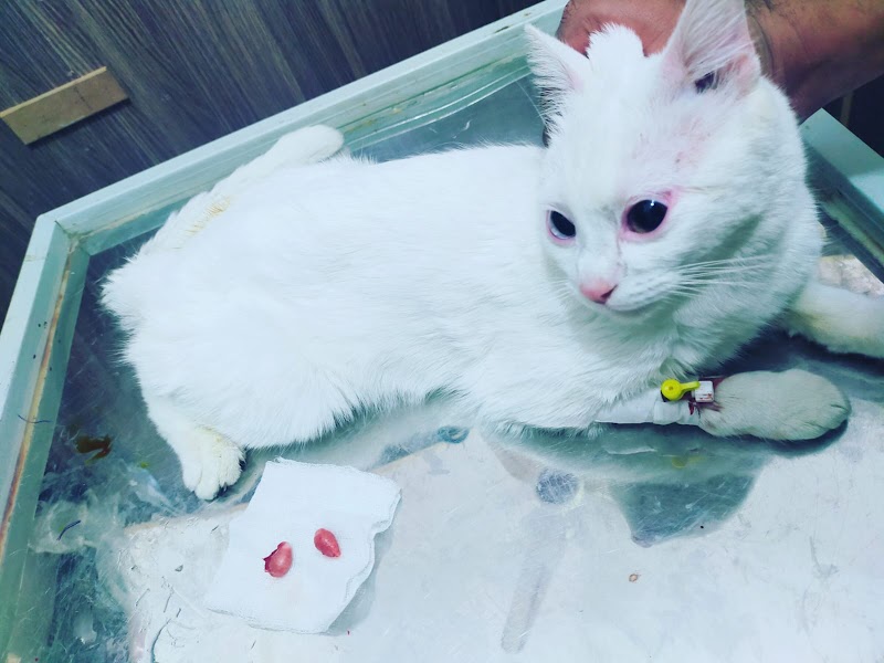 Vterinary health Care hospital in Gujrat, Punjab