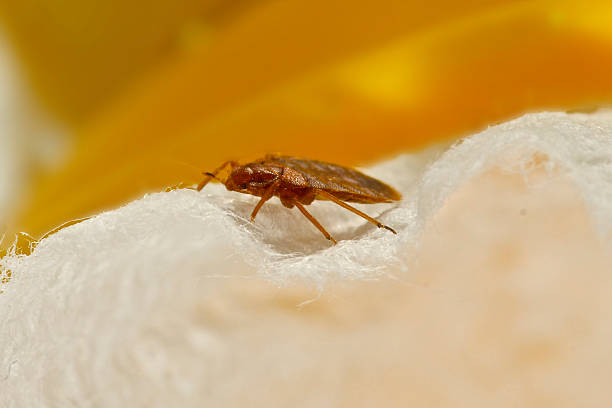 PestBusters Pest Control Service in Bellevue, NE