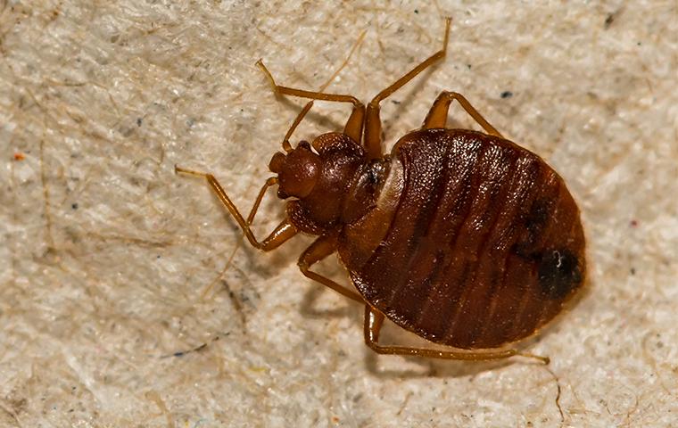 Hiwassee Pest Control LLC