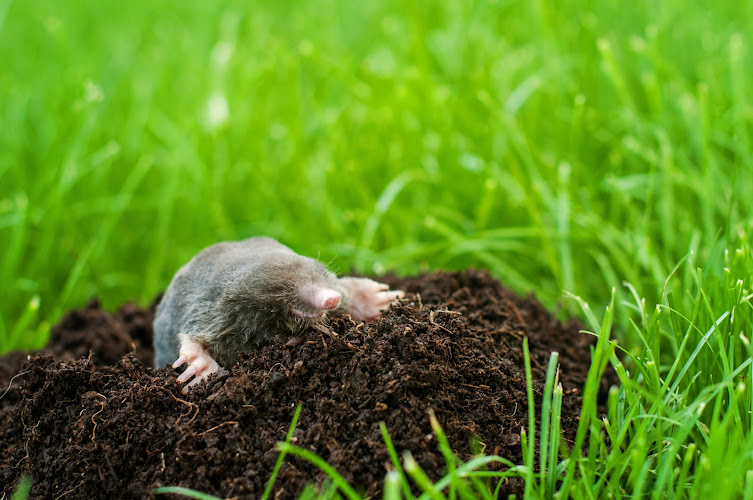 Sound Pest Control
