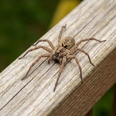 Prime Pest Control Pest Control Service in Huntsville, AL