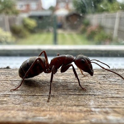 Prime Pest Control Pest Control Service in Huntsville, AL