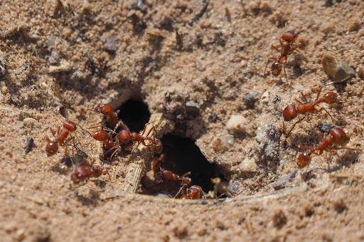 Arrow Exterminators Pest Control Service in Seneca, SC