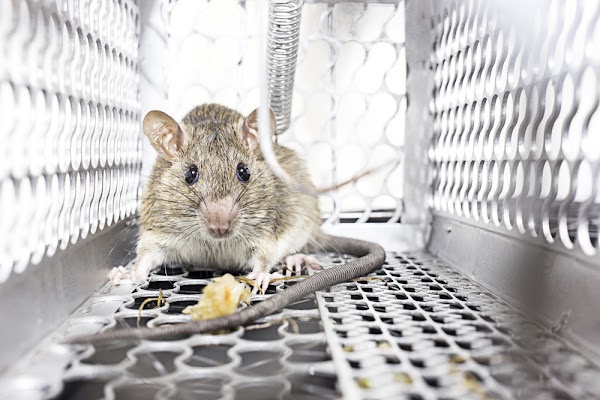 Abair Lavery Pest Control Service in West Hartford, CT
