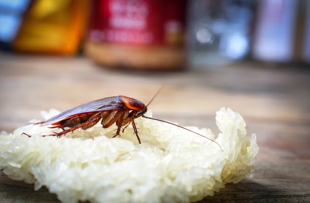 Abair Lavery Pest Control Service in West Hartford, CT