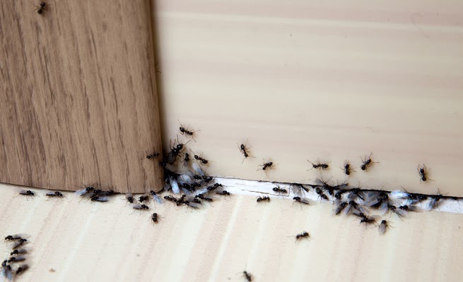 Abair Lavery Pest Control Service in West Hartford, CT
