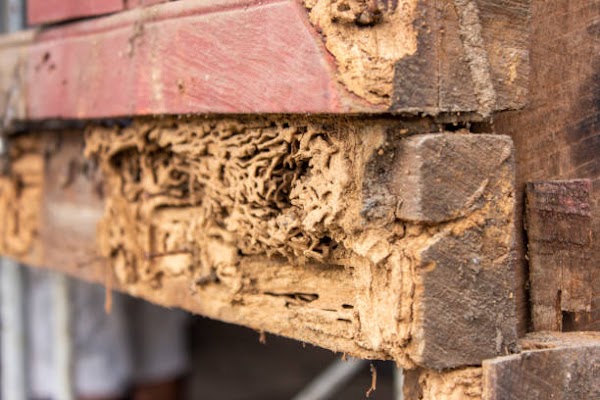 Abair Lavery Pest Control Service in West Hartford, CT
