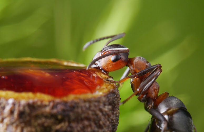 World Pest Control