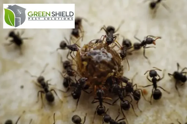 Green Shield Pest Solutions Pest Control Service in Somersworth, NH