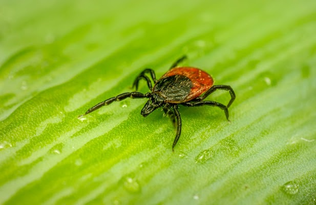 Green Pest Defense Pest Control Service in Freeport, ME