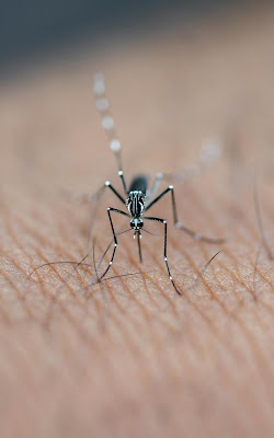 Green Pest Defense Pest Control Service in Freeport, ME
