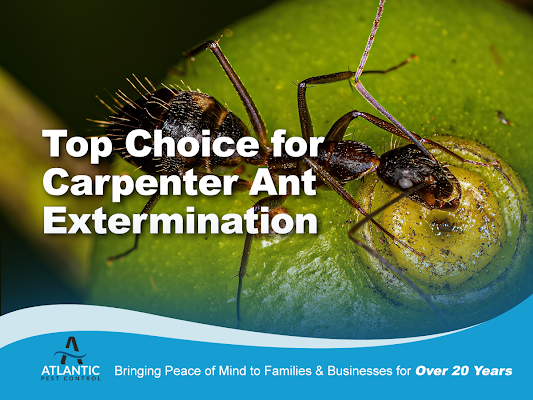 Atlantic Pest Control Pest Control Service in Augusta, ME