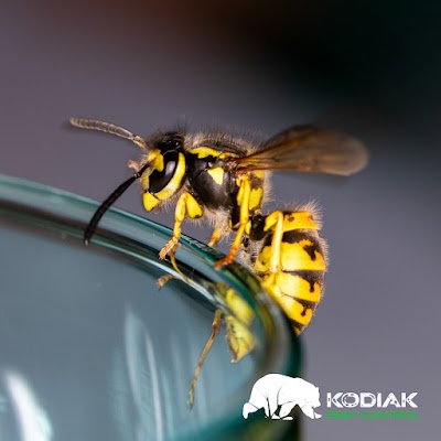 Kodiak Pest Control Pest Control Service in Billings, MT