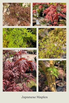 Kiefer Landscaping Inc Plant Nursery in Durham, NC