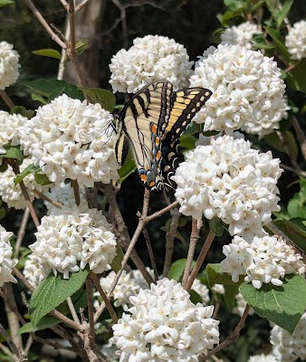 Kiefer Landscaping Inc Plant Nursery in Durham, NC