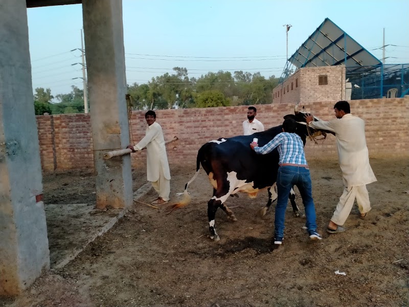 CALLVET ANIMALS & BIRDS HOSPITAL (CEODrAbdulWaheedFatim) in Lahore, Punjab
