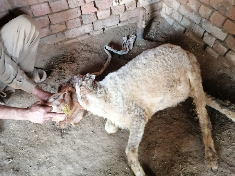 Sheikhupura Veterinary Doctor Um-e-Roman Veterinary surgeon in Sheikhupura, Punjab