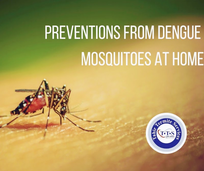 Tahir Termite Services in Lahore, Punjab