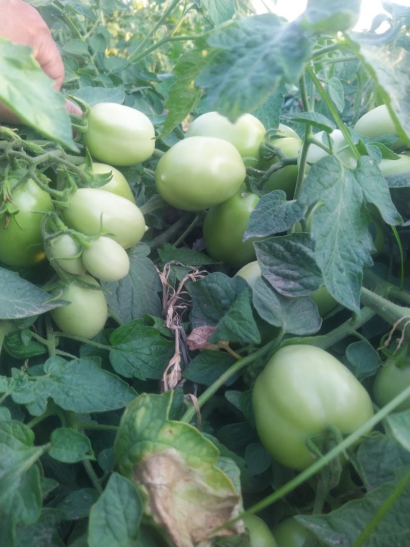 Rachna Agri Business in Gujranwala, Punjab